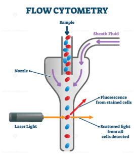 Flow cytometry vector illustration – VectorMine