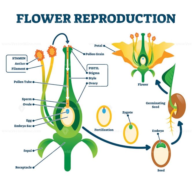 Flower reproduction vector illustration – VectorMine