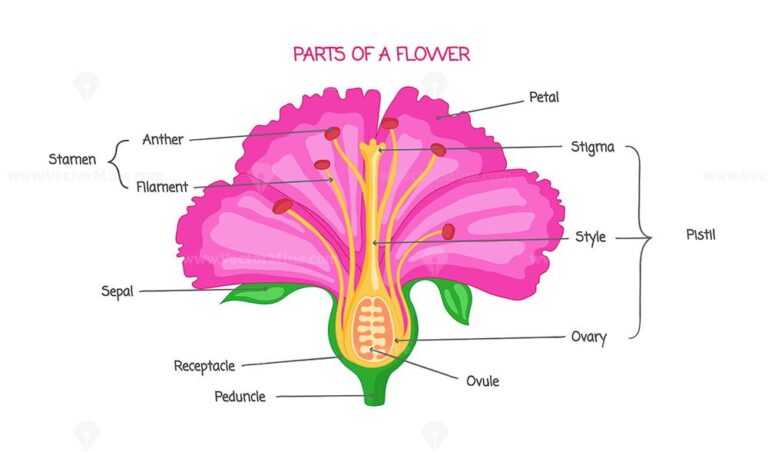 Plant structure with root, stem and leaf anatomical sections outline ...