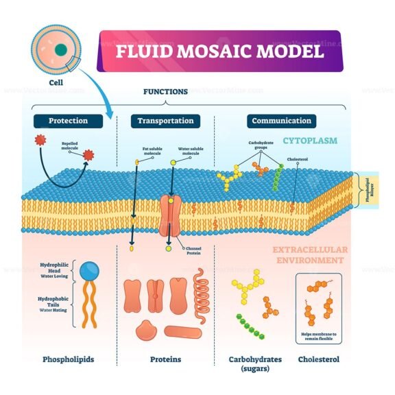 Fluid Mosaic model