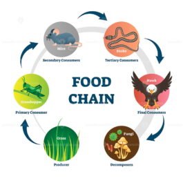 Food chain process cycle with producers and apex predators outline ...