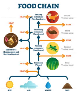 Food chain vector illustration diagram - VectorMine