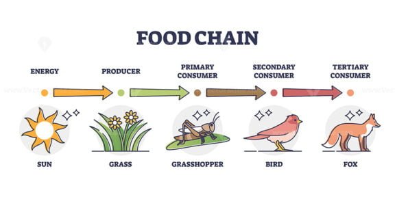 Food Chain 2 ouline