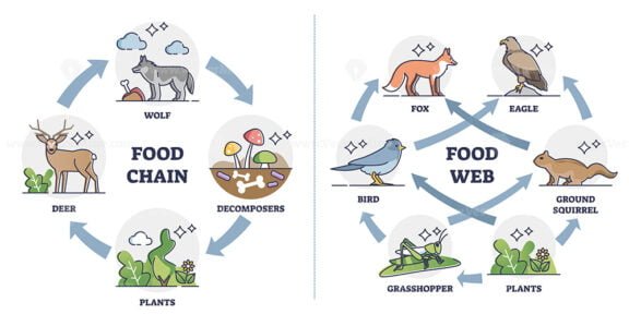 Food chain vs Food web as ecosystem feeding classification outline ...