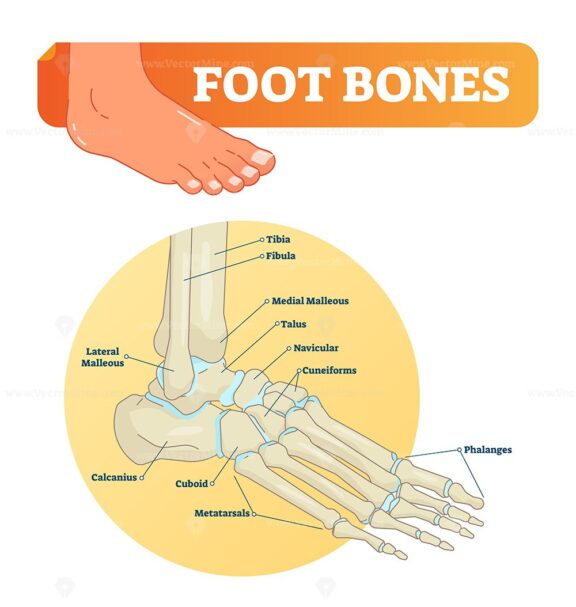 Foot Bones