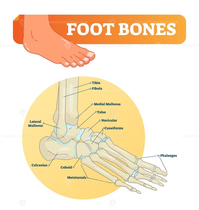 FREE Vector illustration with foot bones - VectorMine