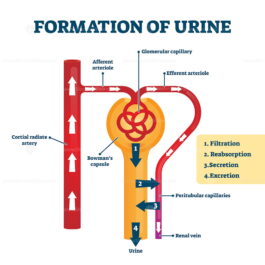 Formation of urine vector illustration – VectorMine