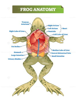 Frog anatomy labeled vector illustration scheme - VectorMine