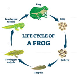 Life cycle of a frog vector illustration - VectorMine