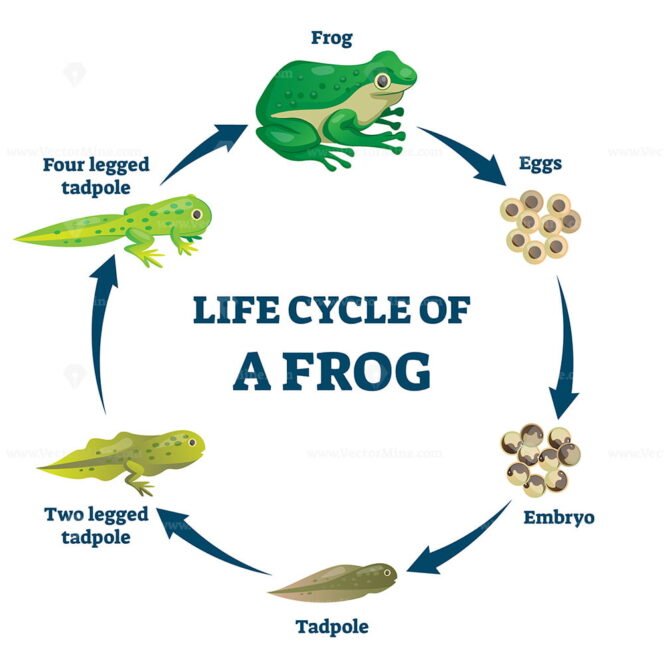 Food Chain Process Cycle With Producers And Apex Predators Outline 