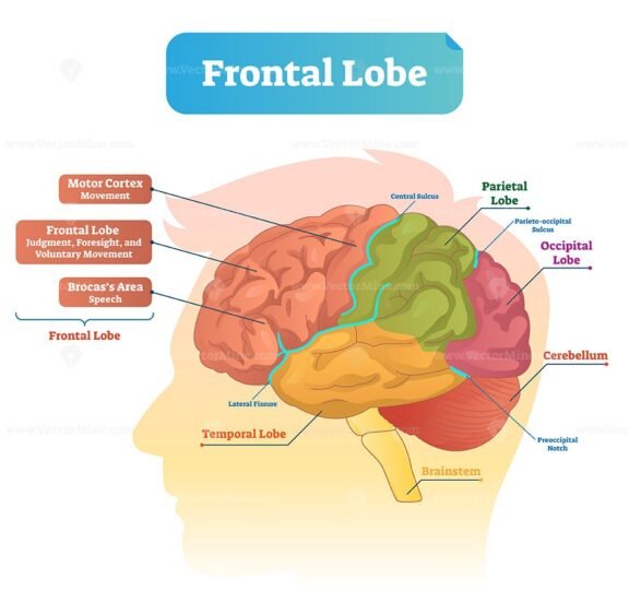 Frontal Lobe