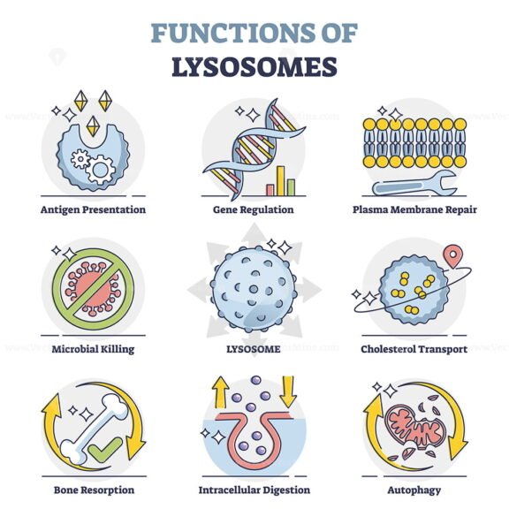 Function of Lysosomes outline