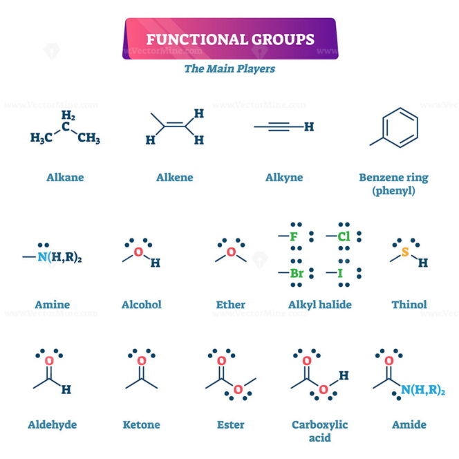 Functional groups vector illustration - VectorMine