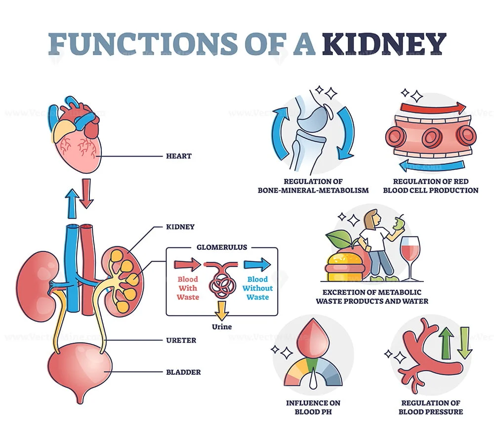 functions-of-kidney-with-anatomical-filtering-organ-system-outline