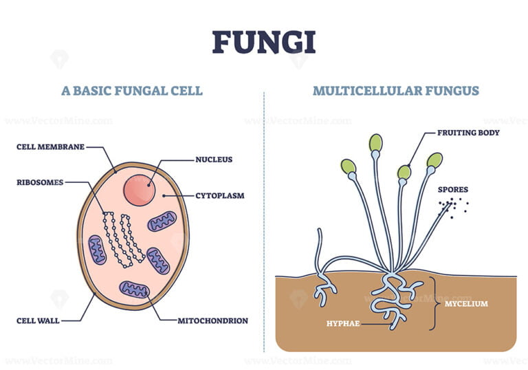 Fungi as basic fungal cell and multicellular fungus structure outline ...