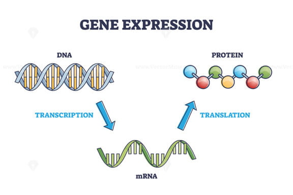 Gene expression with DNA transcription, mRNA and translation outline diagram