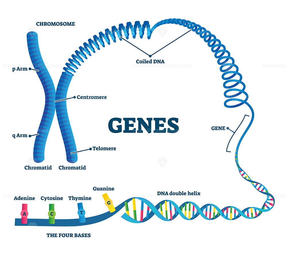 Genes vector illustration VectorMine