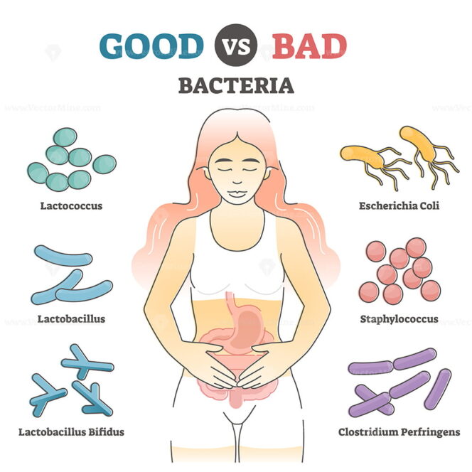 Dysbiosis Versus Normal Gut Or Tract Microflora With Bacteria Outline Diagram Vectormine 5643