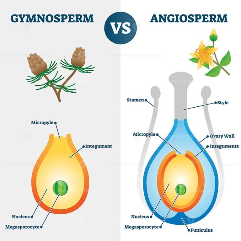 gymnosperm-vs-angiosperm-vector-illustration-vectormine