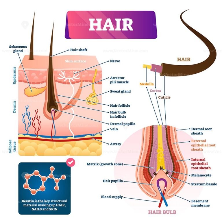 Hair anatomy structure diagram vector illustration VectorMine