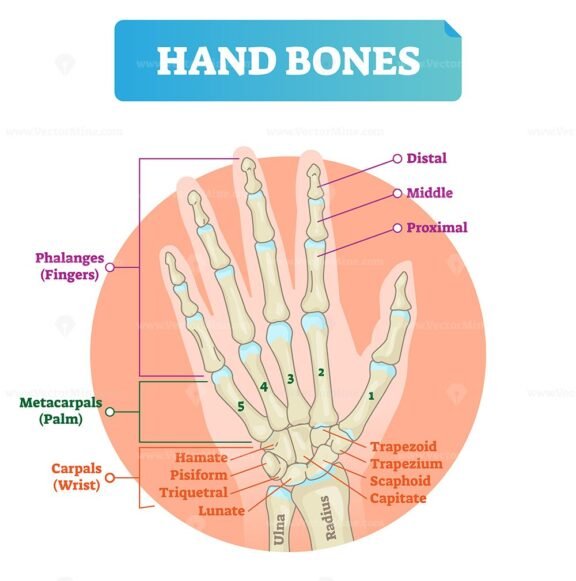 Hand Bones