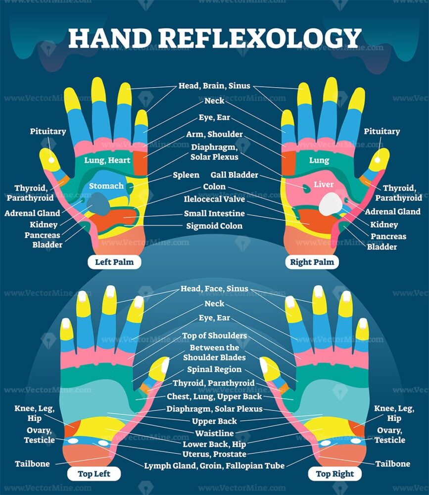 Hand reflexology massage therapy medical vector illustration chart ...