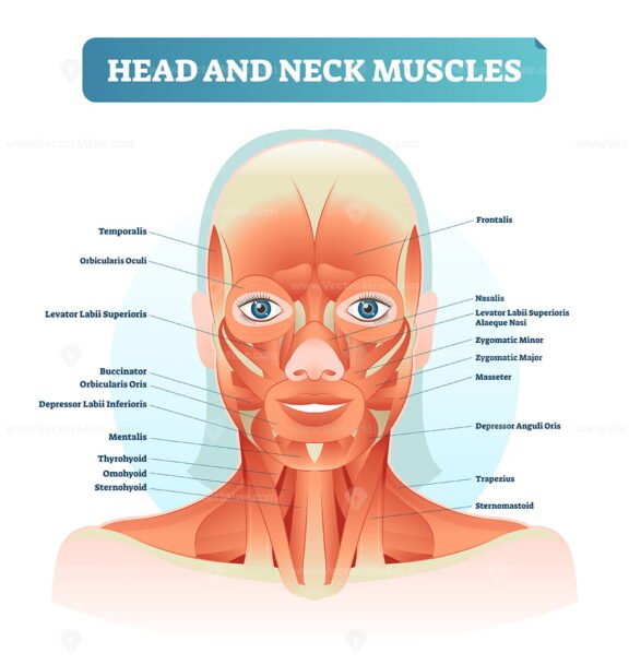 Head Muscles