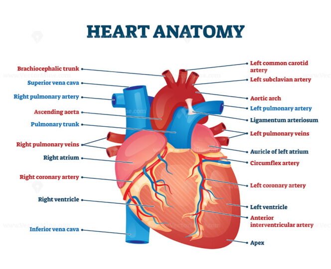 Heart anatomy vector illustration – VectorMine