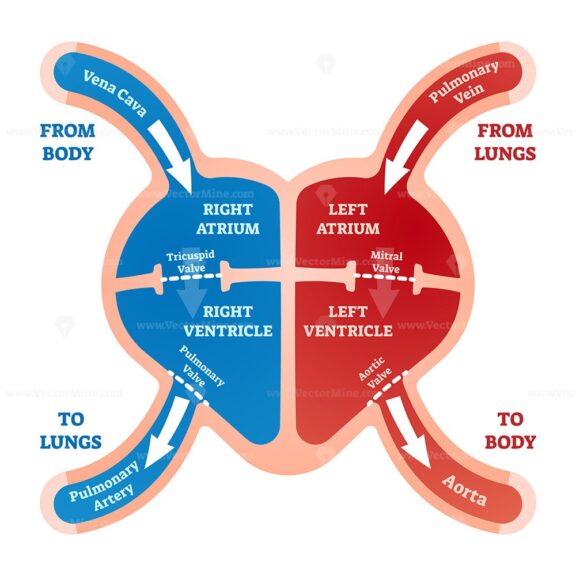 Heart Blood Flow Simple