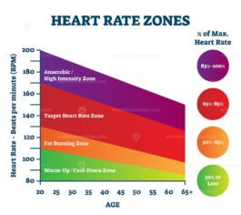 Heart rate zones vector illustration - VectorMine