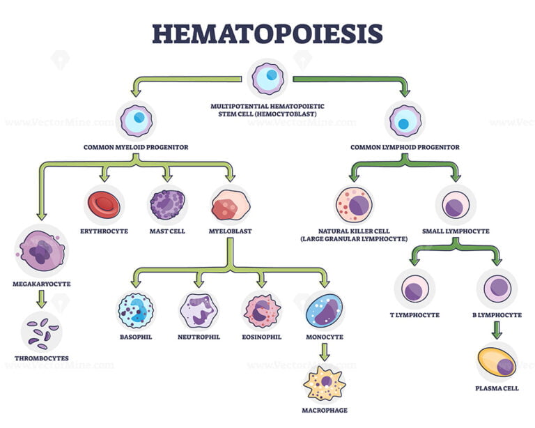 Hematopoiesis as blood cellular stem components formation outline ...