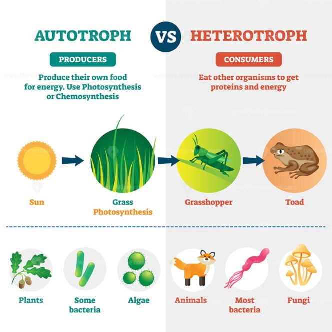 Autotrophs And Heterotrophs As Nature Energy Source Division Outline ...