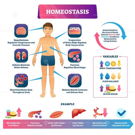 Homeostasis