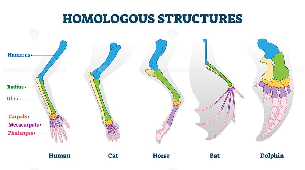 Homologous Structure Vector Illustration VectorMine