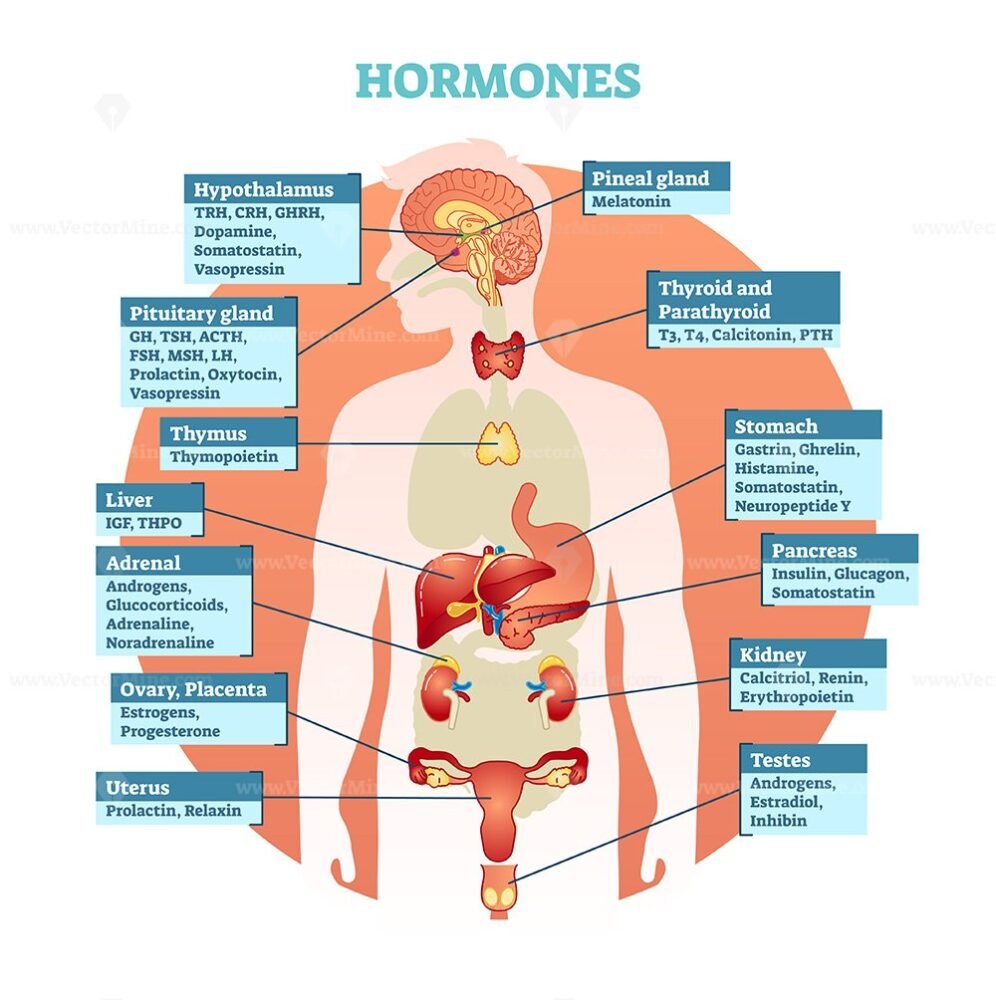 human-body-hormones-vector-illustration-vectormine