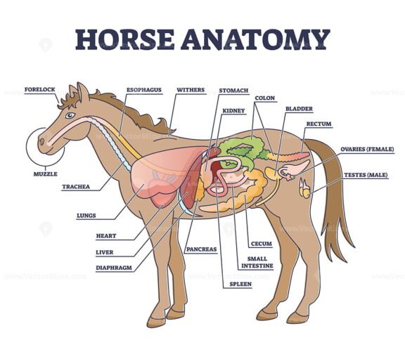 Horse Anatomy outline