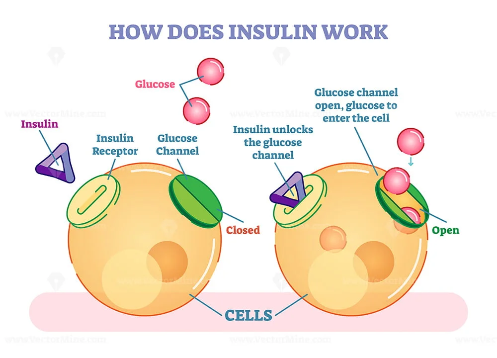 How does insulin work, illustrated vector diagram VectorMine