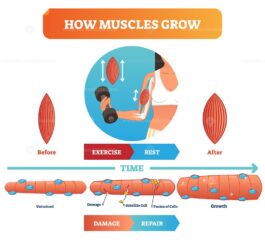 Vector illustration about how muscles grow – VectorMine