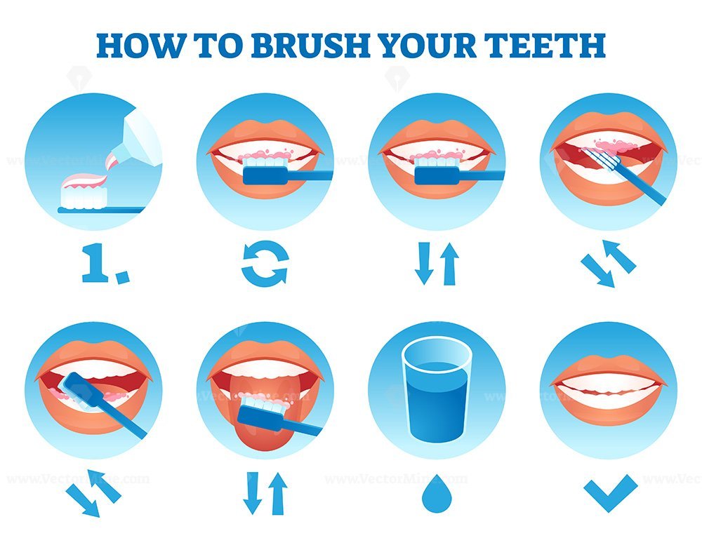 FREE How to brush your teeth vector illustration – VectorMine