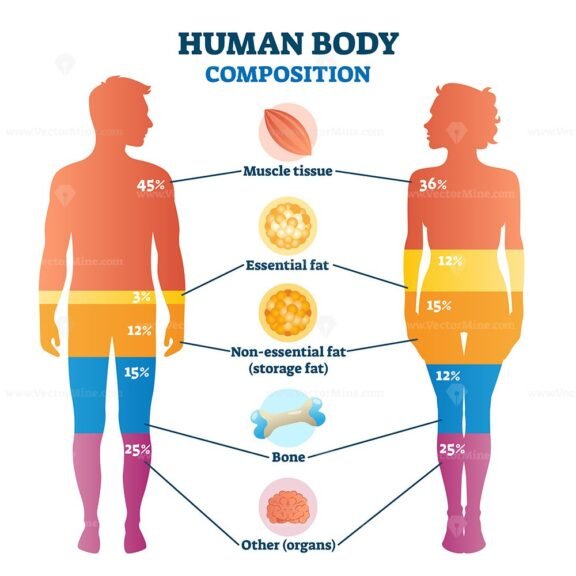 Human body composition infographic, vector illustration diagram ...