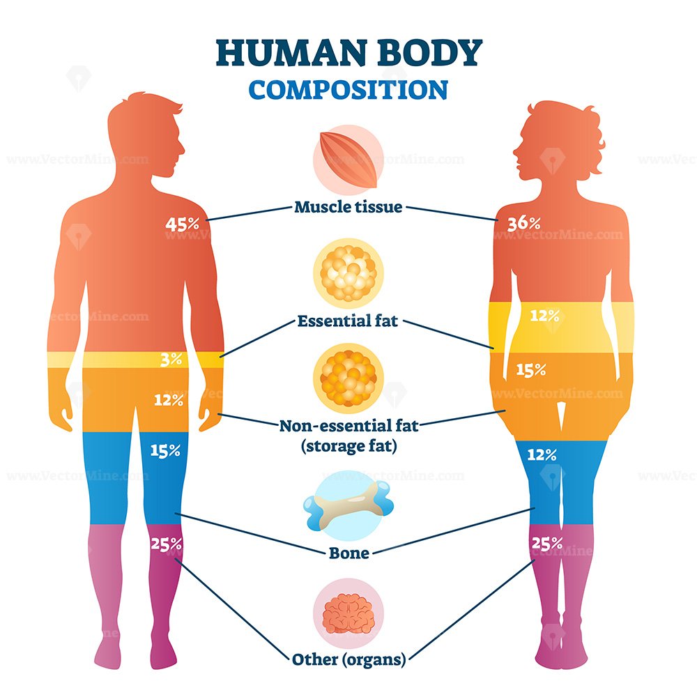 Human Body Composition Infographic Vector Illustration Diagram 