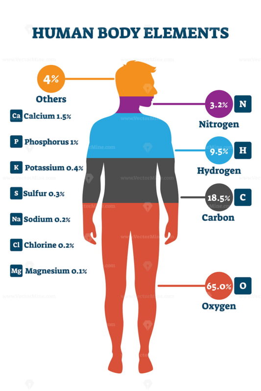 Human body composition infographic, vector illustration diagram ...