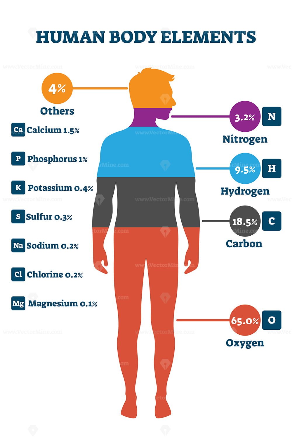 Human Body Elements 