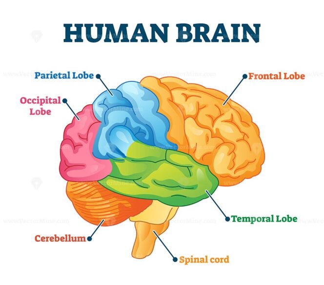 Brain stem parts anatomical model in educational labeled outline ...