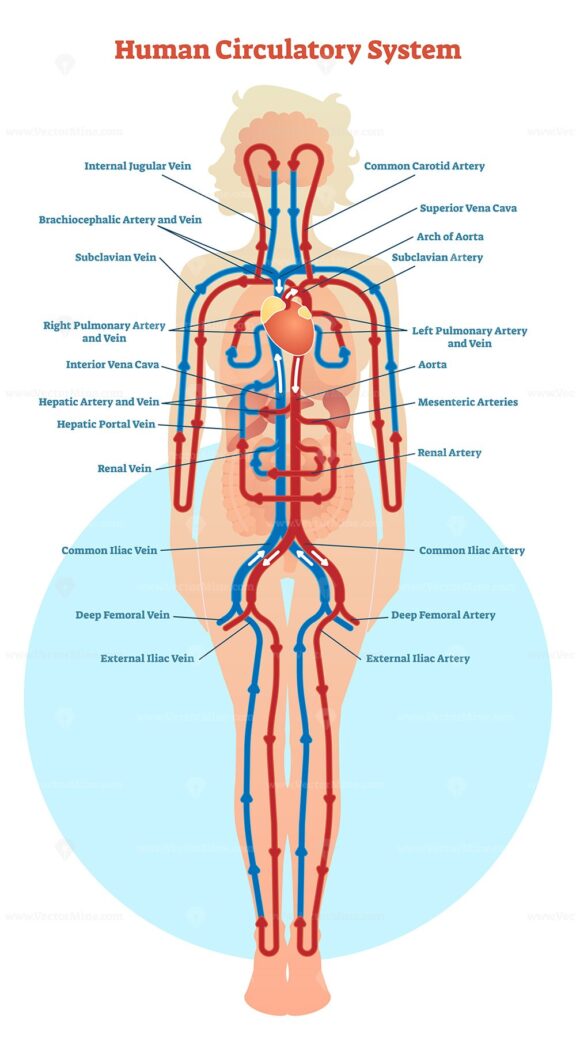 Human Circulatory System