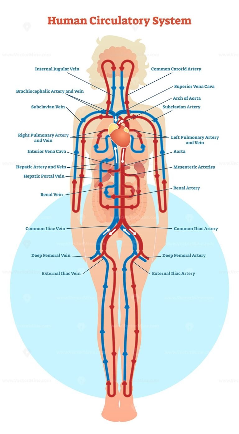 human-circulatory-system-vector-illustration-diagram-vectormine