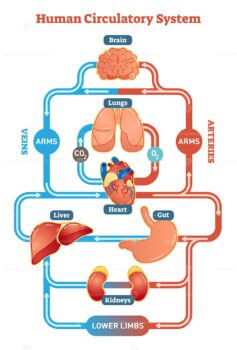 Human circulatory system vector illustration diagram - VectorMine