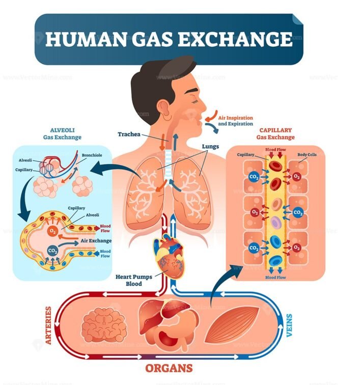 human-gas-exchange-system-vector-illustration-vectormine