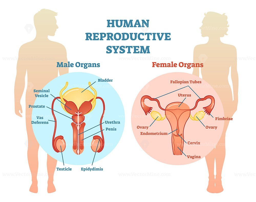 Human Reproductive System Vector Illustration Diagram Vectormine
