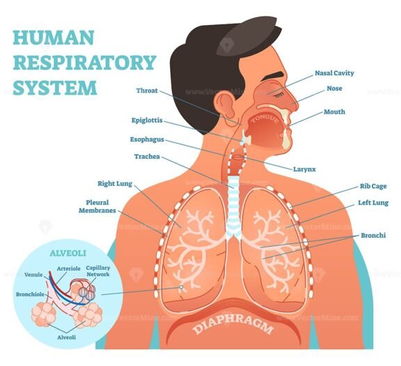 Human Respiratory System Anatomical Vector Illustration Vectormine